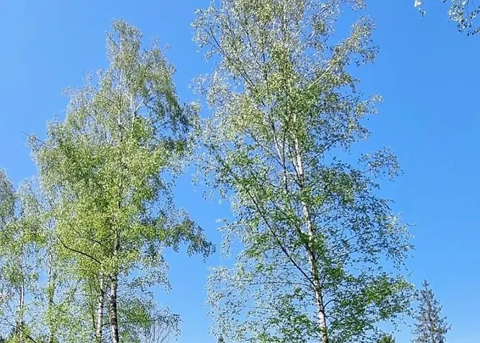 Domek W Lesie Diabelski Kociolek